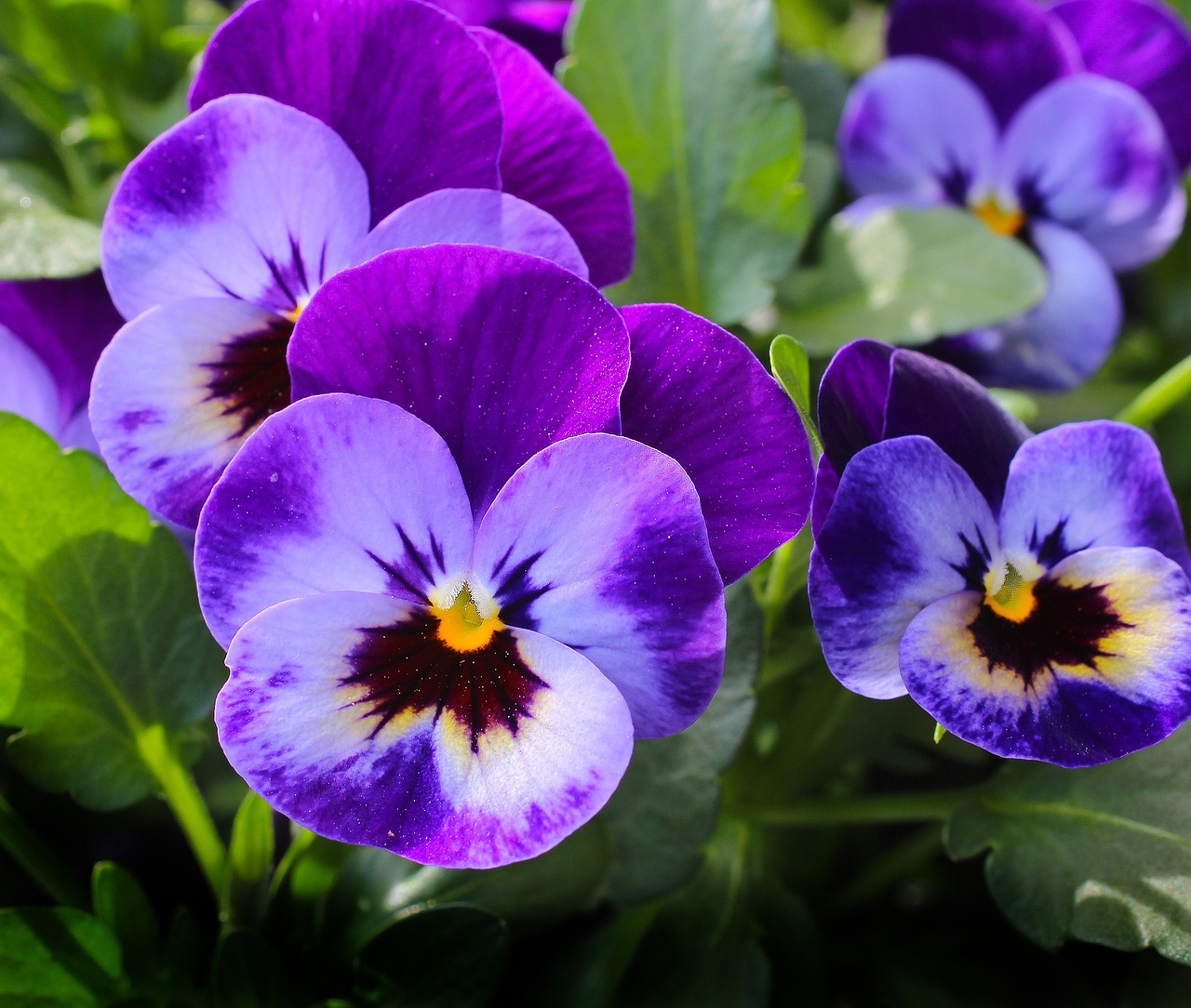 Best Plants for Low-Maintenance Garden Borders
